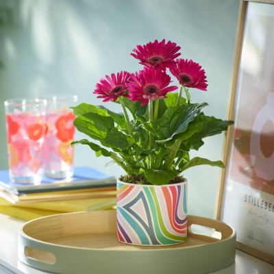 Bright Pink Gerbera Plant