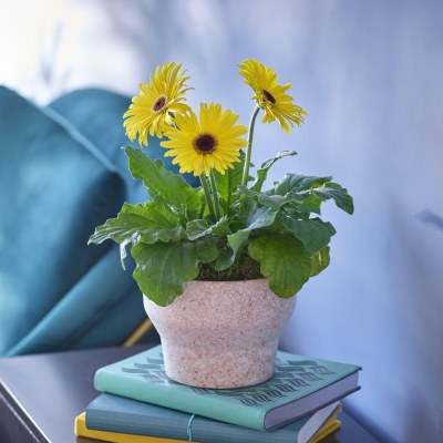 Gerberas in Sustainable Planter