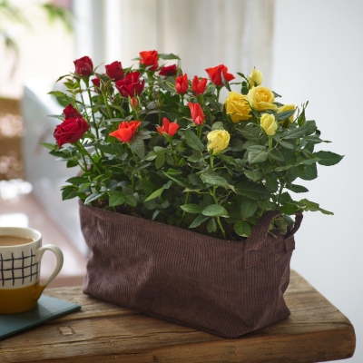 Mixed Rose Planter