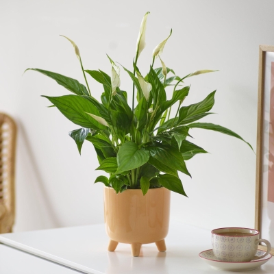 Peace Lily Pot