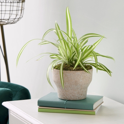 Spider Plant