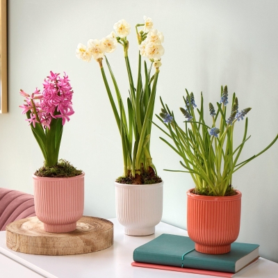 White Narcissi, Pink Hyacinth, and Blue Muscari Trio